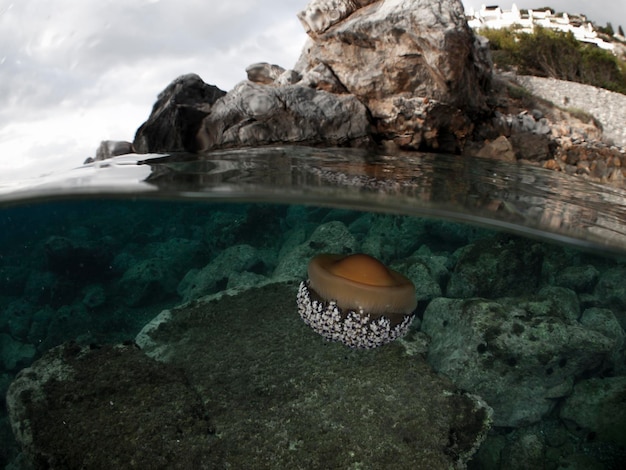 Mediterraan Gebakken Ei Kwallen Cotylorhiza tuberculata