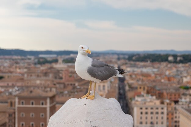 Mediterrane meeuw zitplaatsen op het dak van Vittoriano in Rome, Italië. Zomerachtergrond met zonnige dag en blauwe lucht