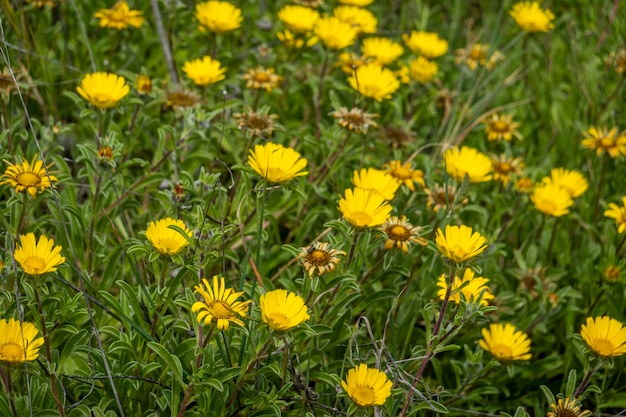 Средиземноморский пляж Daisy Pallenis maritima