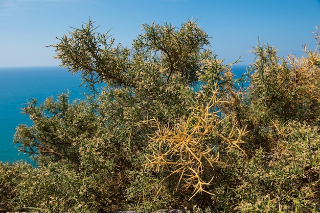 Foto spina di arbusto mediterraneo