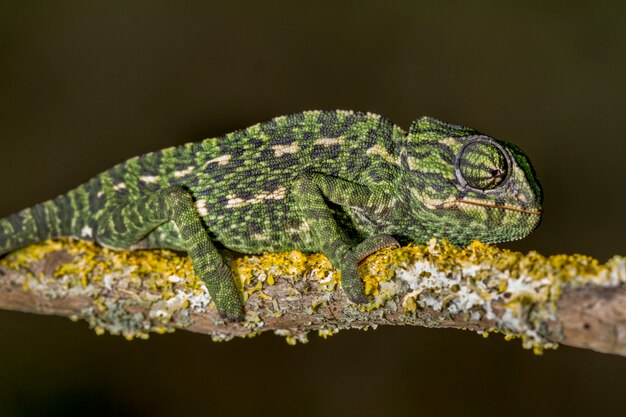 Mediterranean Chameleon