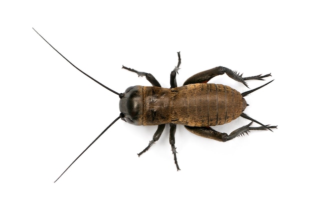 Mediterranean field cricket - Gryllus bimaculatus