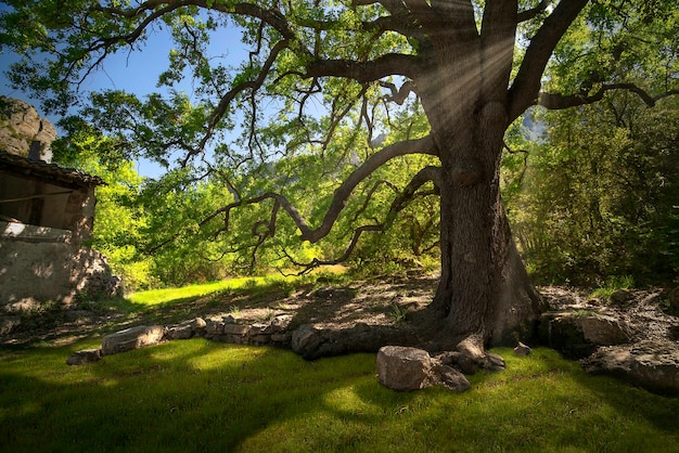 mediterranean forest