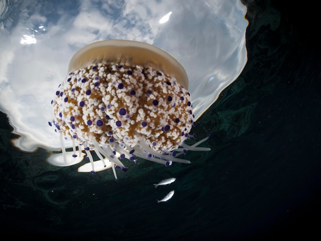 Mediterranean Fried Egg Jellyfish Cotylorhiza tuberculata