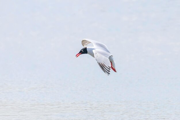 Mediterranean gull flying over the water