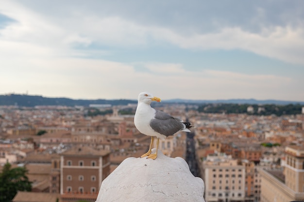 이탈리아 로마의 비토리아노 지붕에 지중해 갈매기 좌석이 있습니다. 화창한 날과 푸른 하늘이 있는 여름 배경