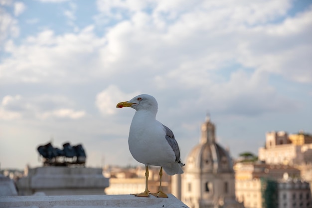 사진 화창한 날 로마(rome)의 전망을 배경으로 비토리아노(vittoriano)의 지붕에 지중해 갈매기 좌석