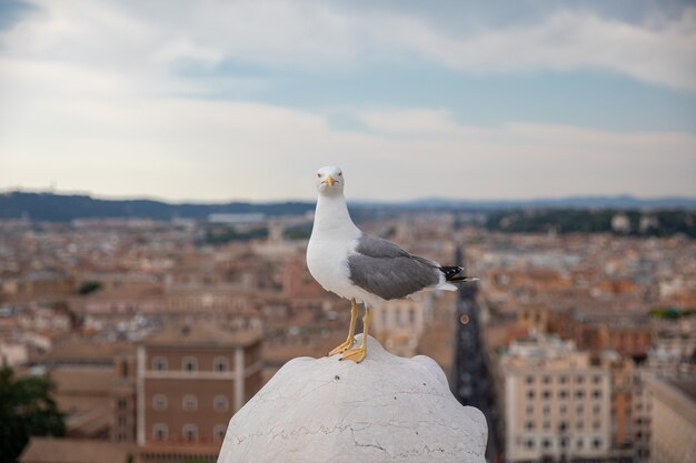 Mediterranean gull seating on roof of Vittoriano in Rome, Italy. Summer background with sunny day and blue sky