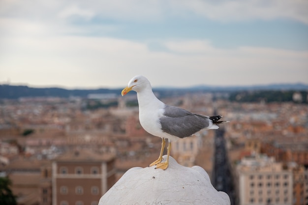 Mediterranean gull seating on roof of Vittoriano in Rome, Italy. Summer background with sunny day and blue sky