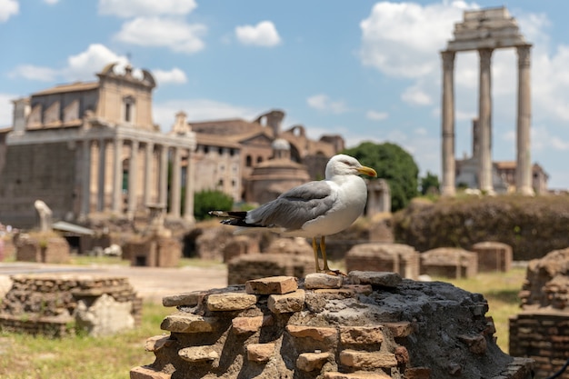 Gabbiano mediterraneo posti a sedere su pietre del foro romano a roma, italia. sfondo estivo con giornata di sole e cielo blu