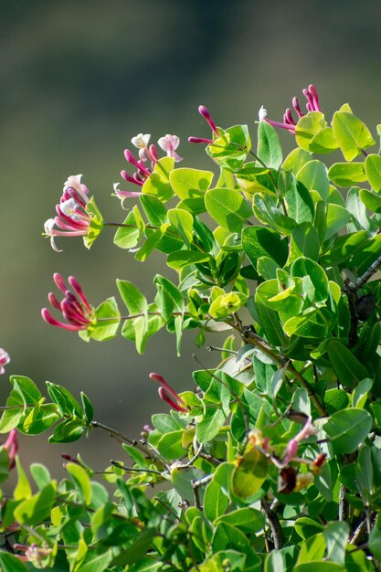 Mediterranean Honeysuckle Lonicera implexa