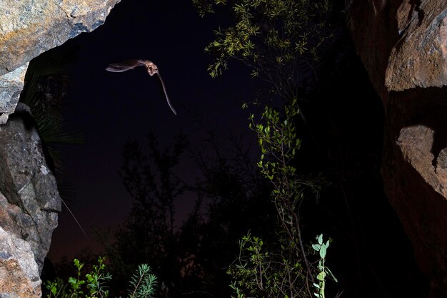 Mediterranean horseshoe bat Rhinolophus euryale Malaga Spain