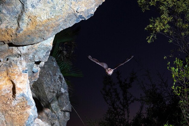 Photo mediterranean horseshoe bat (rhinolophus euryale) malaga, spain