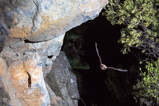 Photo mediterranean horseshoe bat (rhinolophus euryale) malaga, spain