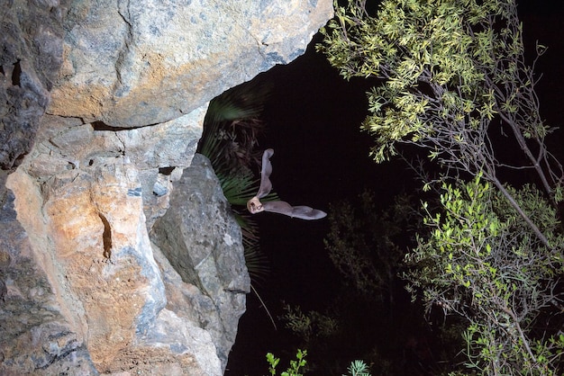 Photo mediterranean horseshoe bat (rhinolophus euryale) malaga, spain