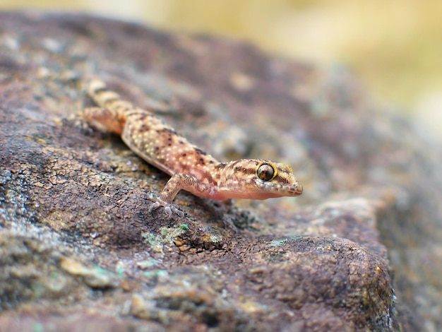 Mediterranean house gecko (Hemidactylus turcicus) in greece