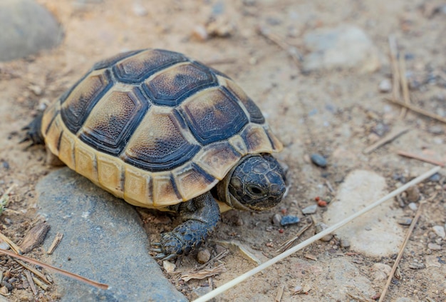 Средиземноморская наземная черепаха Рептилии, живущие на суше