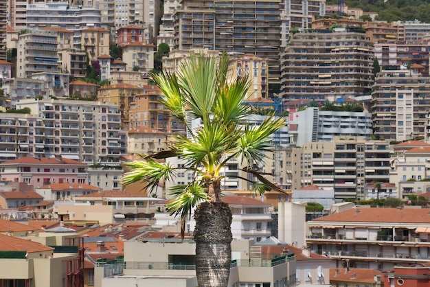 Photo mediterranean maritime climate with a palm tree in the center residental district in background