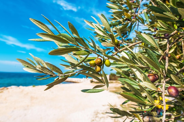 Mediterranean olive tree