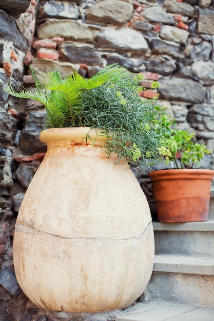 Mediterranean plants in clay flower pots