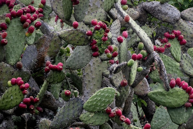 Mediterranean Prickly Pear A Botanical Tapestry of Beauty and Resilience