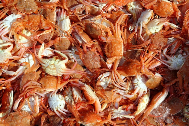 Mediterranean red crab seafood