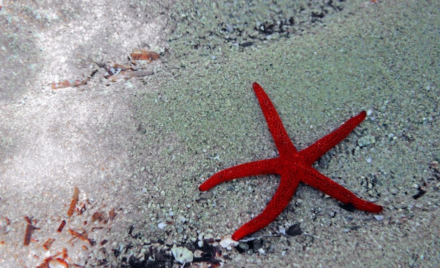 Mediterranean red seastar - (Echinaster sepositus)