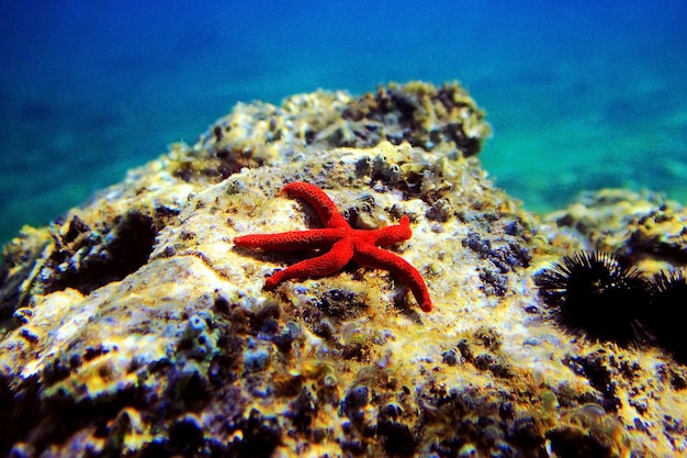 Mediterranean red seastar - (Echinaster sepositus)