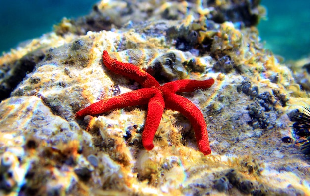 Mediterranean red seastar - (Echinaster sepositus)