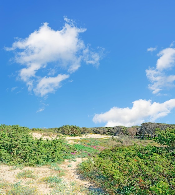 Mediterranean scrub under clouds in Platamona beach Sardinia