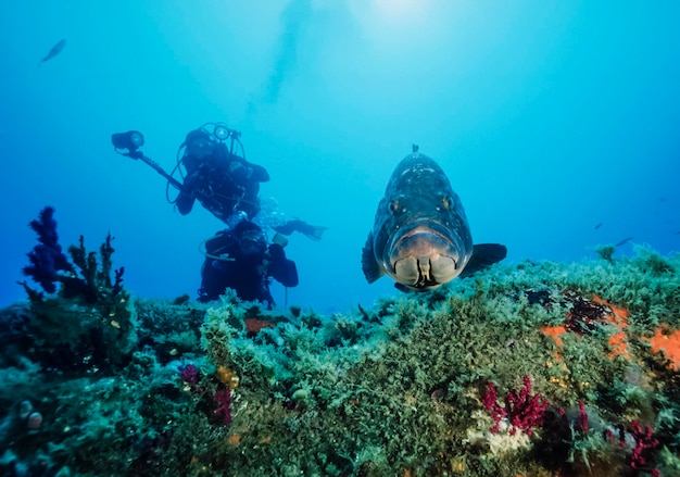 Mediterranean sea, corsica, lavezzi, divers and grouper (epinephalus guaza) - film scan