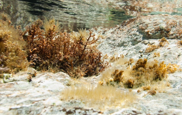 Mediterranean sea plants