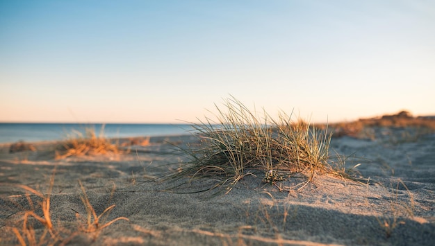 Mediterranean shrub on the beach