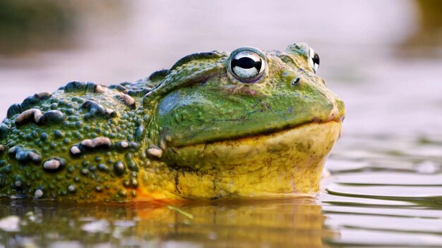 Mediterranean tree frog is in the lake