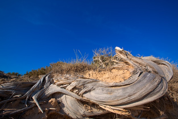 Mediterranean twisted dried juniper trunk in Formentera