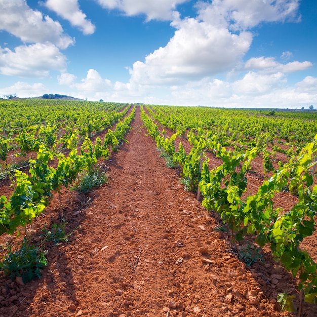 Средиземноморские виноградники в Utiel Requena в Испании