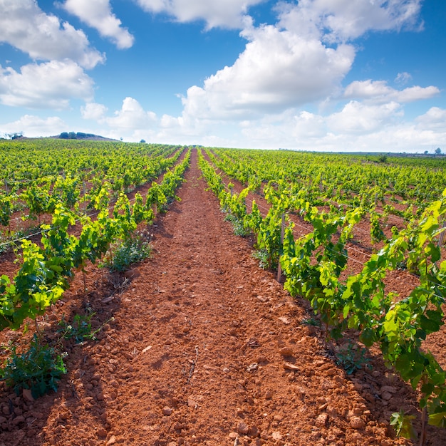 Vigneti mediterranei a utiel requena in spagna