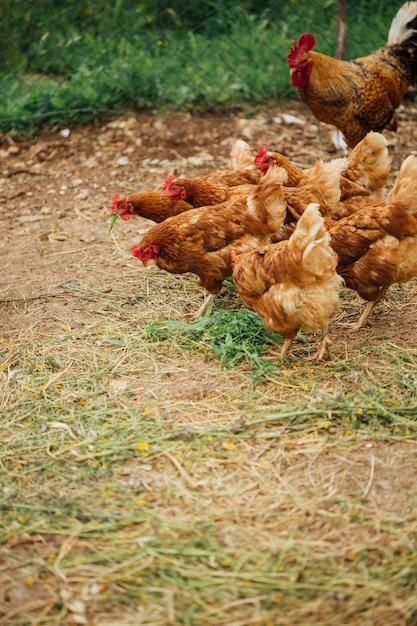 사진 중간 샷 닭과 닭 펜