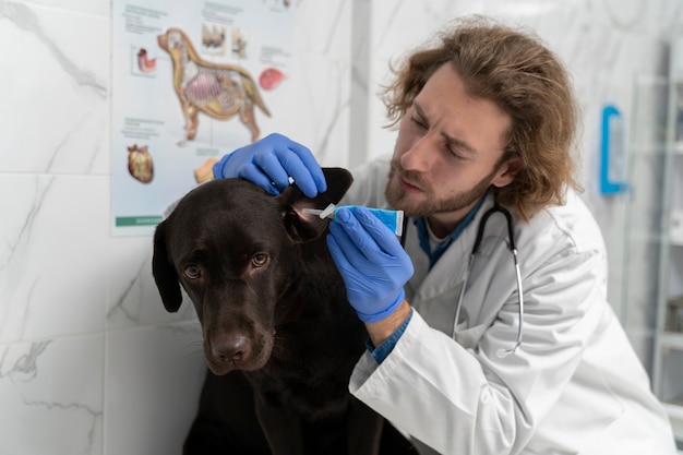Medium shot doctor checking dog's mouth