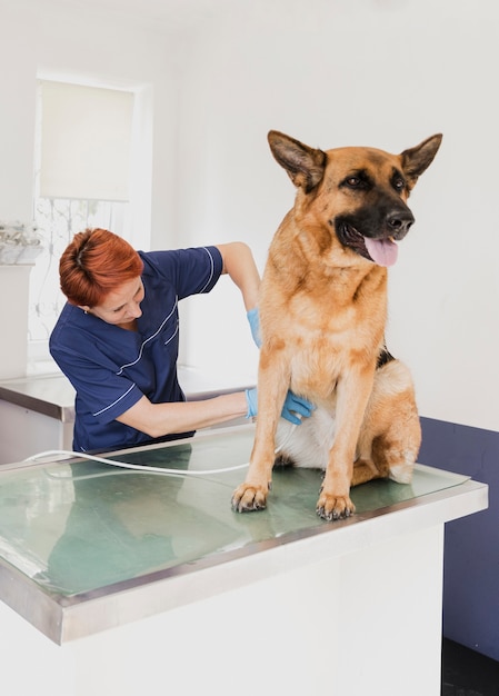 Photo medium shot doctor checking pet's health