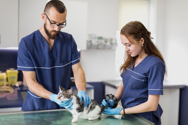 Среднестатистические врачи проверяют кошку