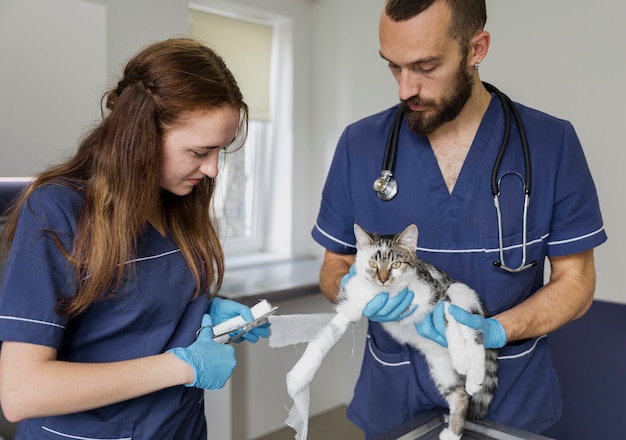 Foto veterinari a tiro medio che bendano simpatico gatto