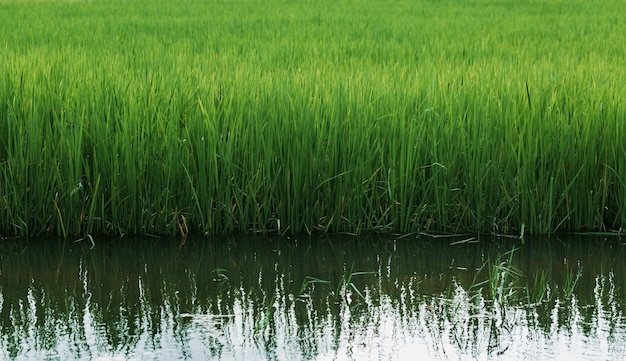 Medium-term growing rice fields on water