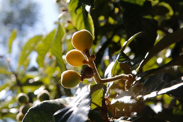 Medlars closeup on tree against backlight