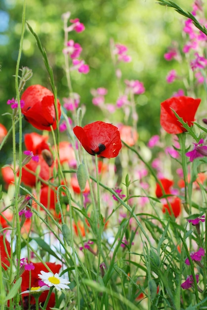 Medow in de lente en zomer met bloeiende bloemen, wilde bloemen in de natuur