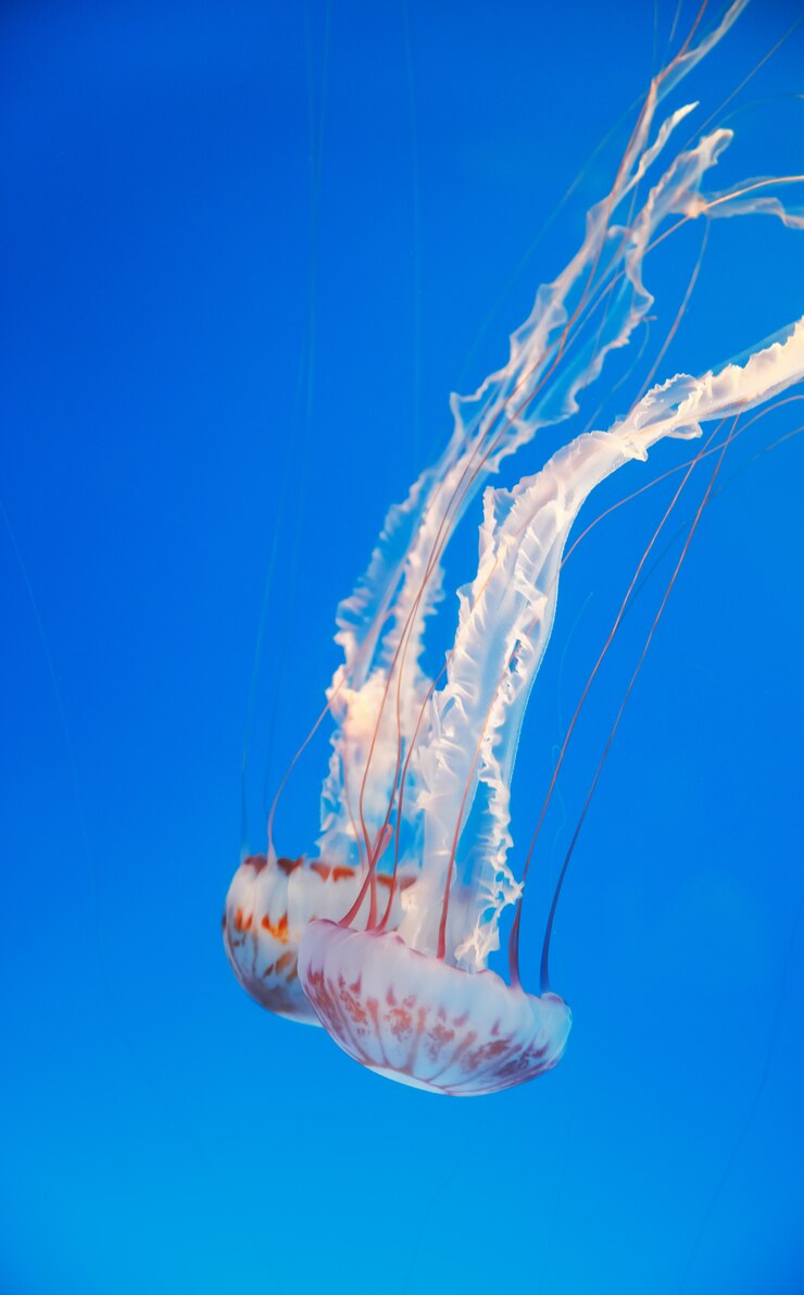Medusa in Aquarium. White striped Jellyfish.