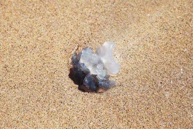 Medusa thrown on the sandy beach.