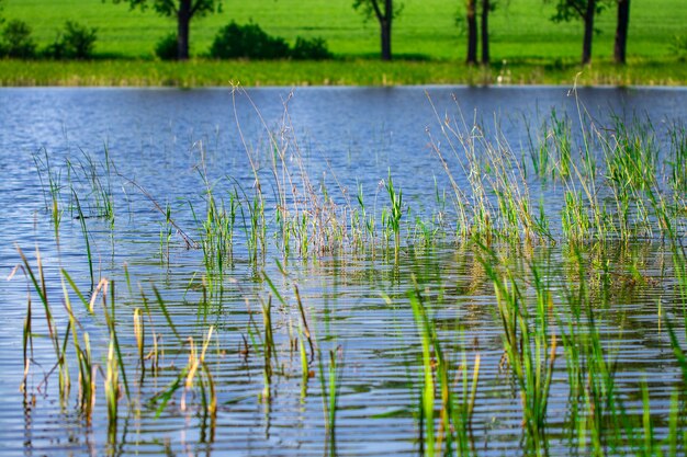 Meer en groene weide in de buurt van het water in zonnige dag.