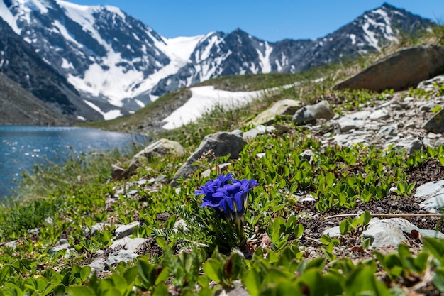 Meer in de lentedag blauwe pulsatilla patens op de rotsachtige kust van het meer