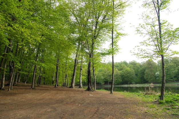 Meer met bomen in bos